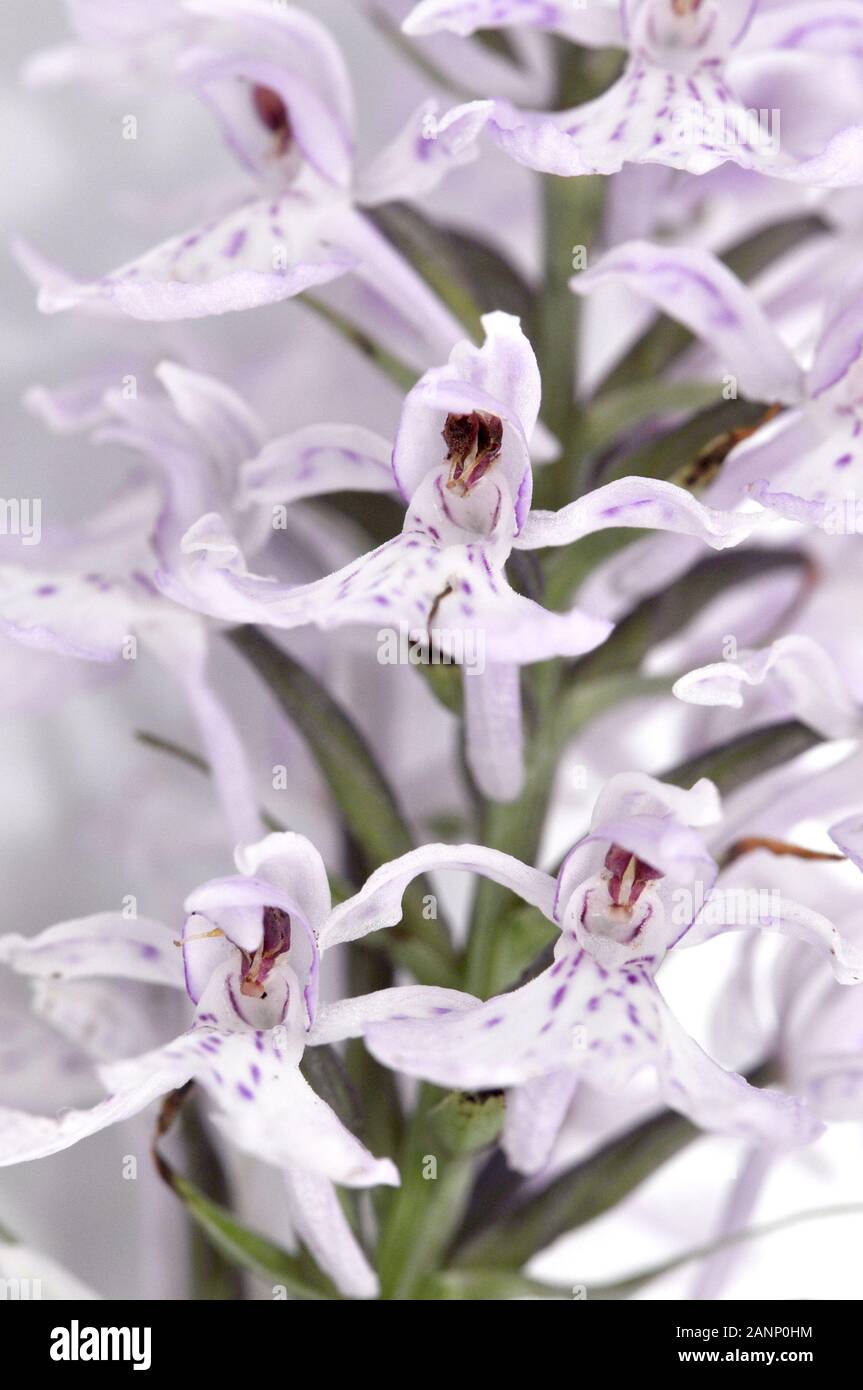 Primo piano su un fiore di orchidea maculata Moorland Foto Stock