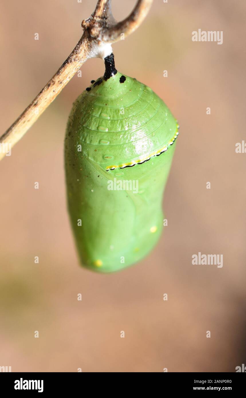 Pupe della farfalla monarca Danaus plexippus appeso ad un ramoscello Foto Stock