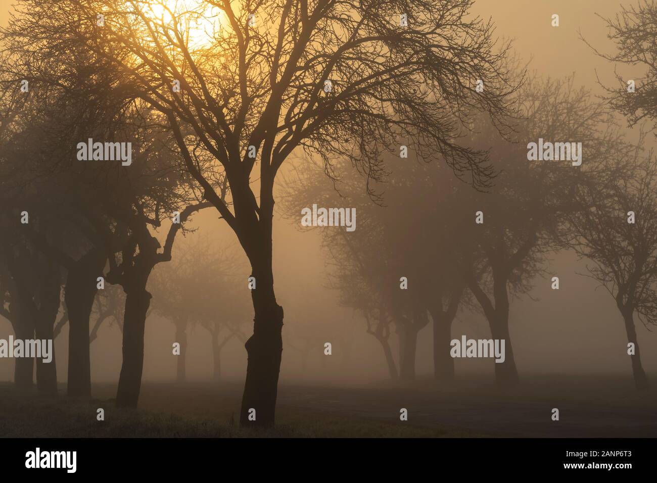 Sunrise vicino a Znojmo, Moravia del Sud, Repubblica Ceca Foto Stock