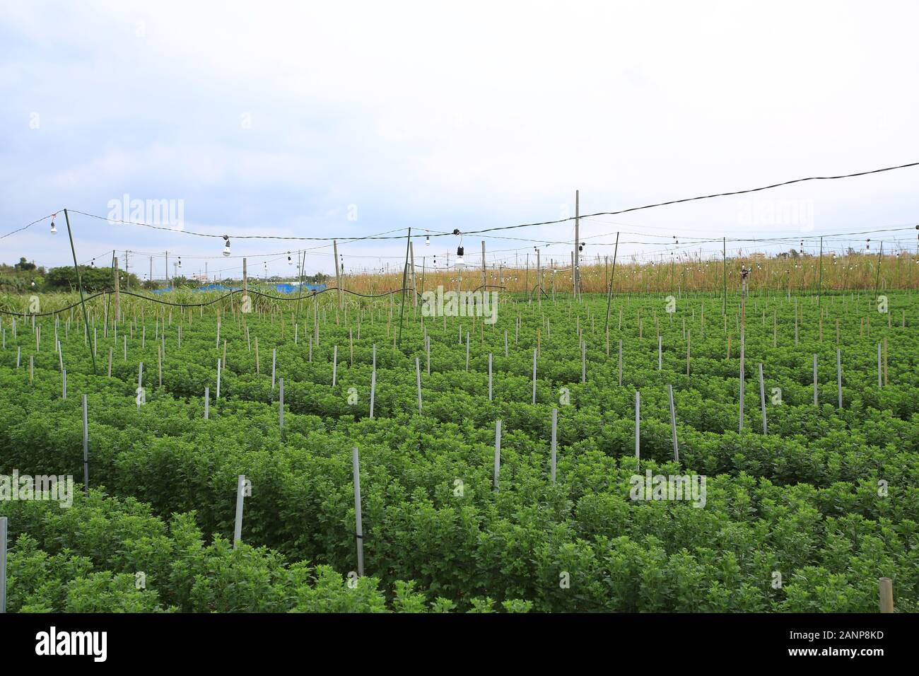 Flower Farmland in Okinawa, la lampadina è utilizzata per fornire calore Foto Stock