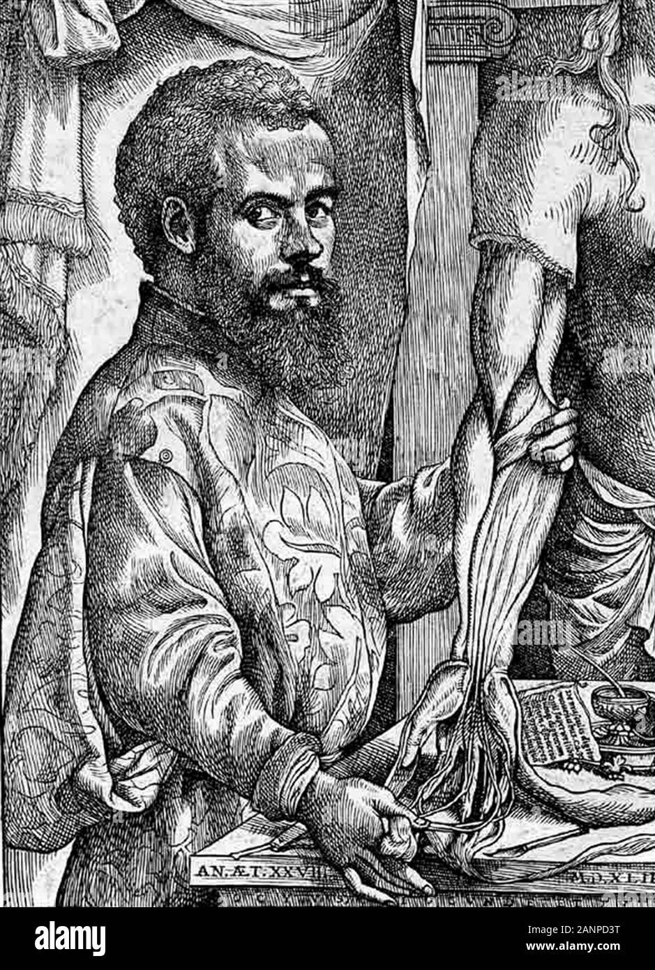 Andreas Vesalius (1514 - 1564) anatomista fiammingo, medico e autore di uno dei più influenti libri di anatomia umana, De humani corporis fabrica (sul tessuto del corpo umano) Foto Stock