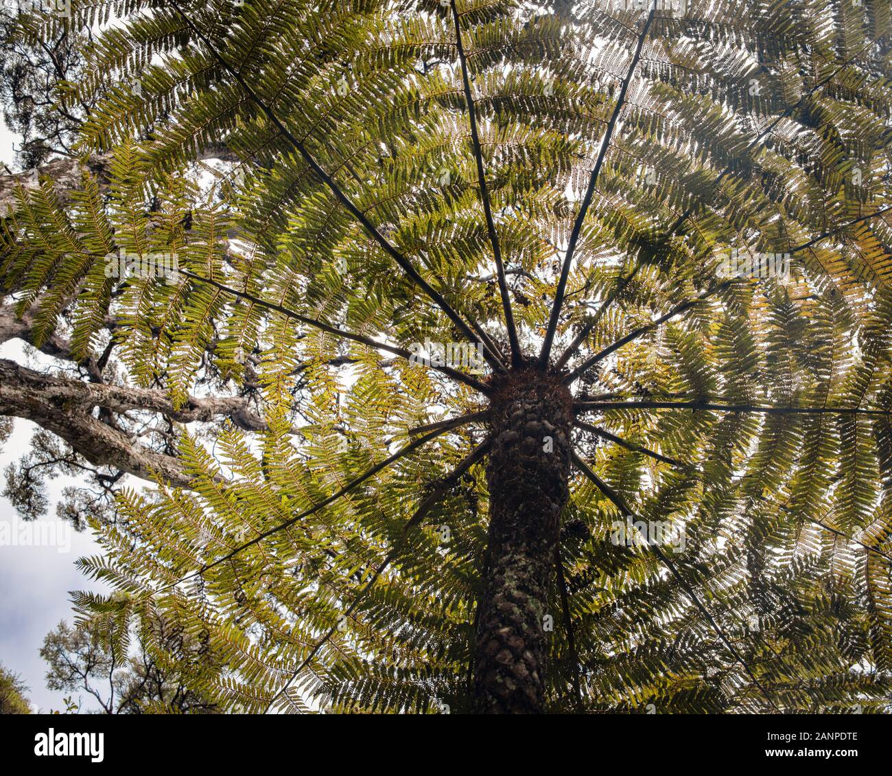 Guardando il baldacchino di un albero gigante fern sul Cape Brett via, Russell, Baia di Isola Foto Stock