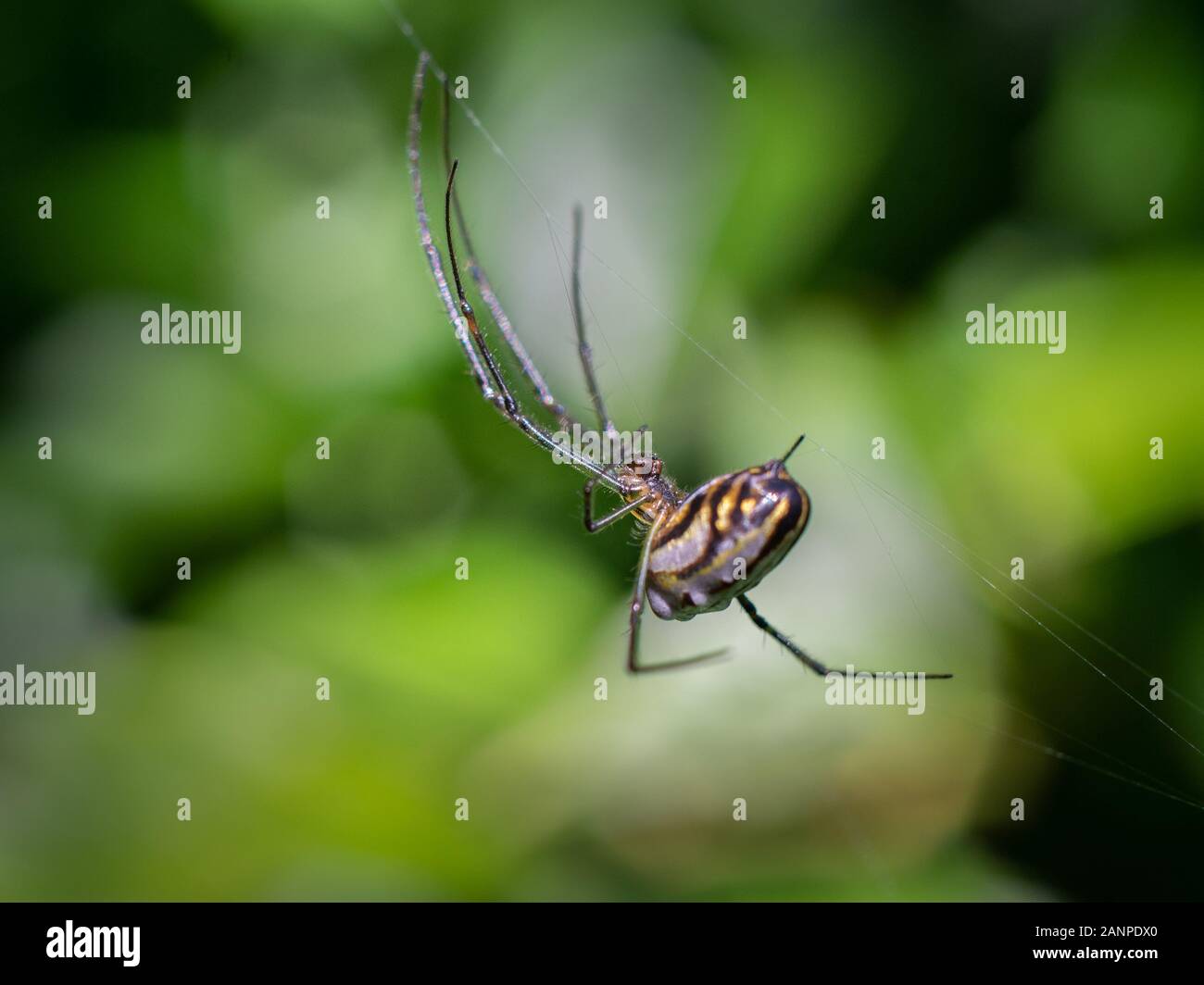 Spider e la sua webs Foto Stock