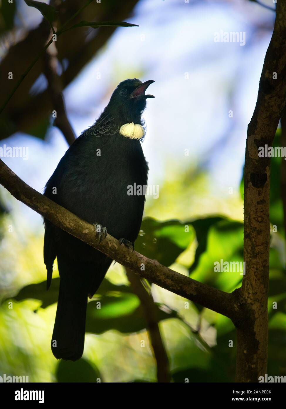 Tui il canto degli uccelli a Tiritiri Matangi Island Foto Stock