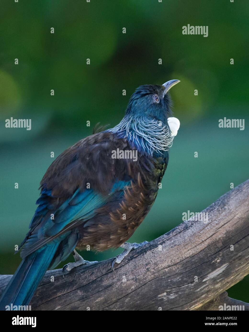Close-up verticale di Tui bird su Tiritiri Matangi Island Foto Stock
