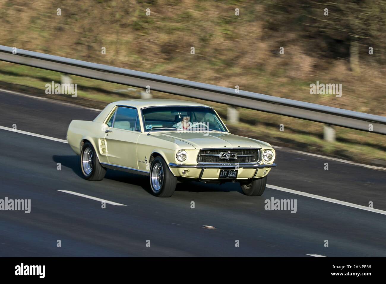 1968 anni '60 auto Ford Mustang Bullitt vintage classica gialla che guida sull'autostrada M6 vicino Preston a Lancashire, Regno Unito Foto Stock