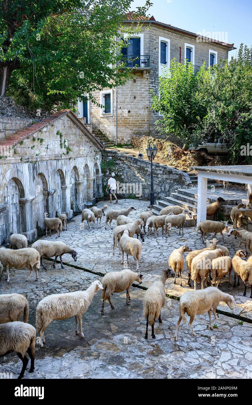Un innaffiamento di pastore del suo gregge in corrispondenza della molla nel villaggio di Proastio Kardamyli sopra nella parte esterna di Mani, Peloponneso sud della Grecia Foto Stock