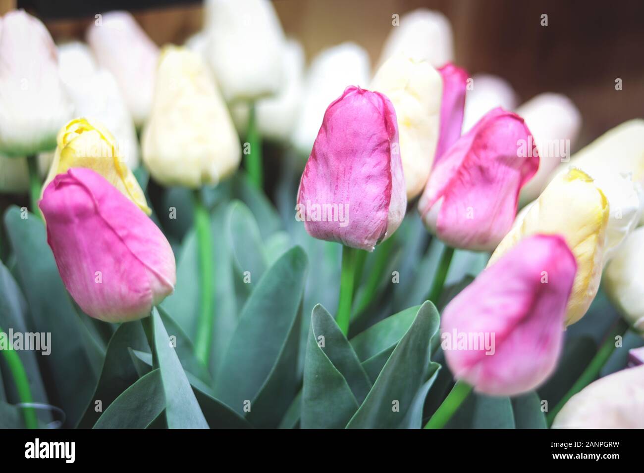 Mazzetto rosa e bianco tulipani. La molla del paesaggio. La molla motif sfondo floreale Foto Stock