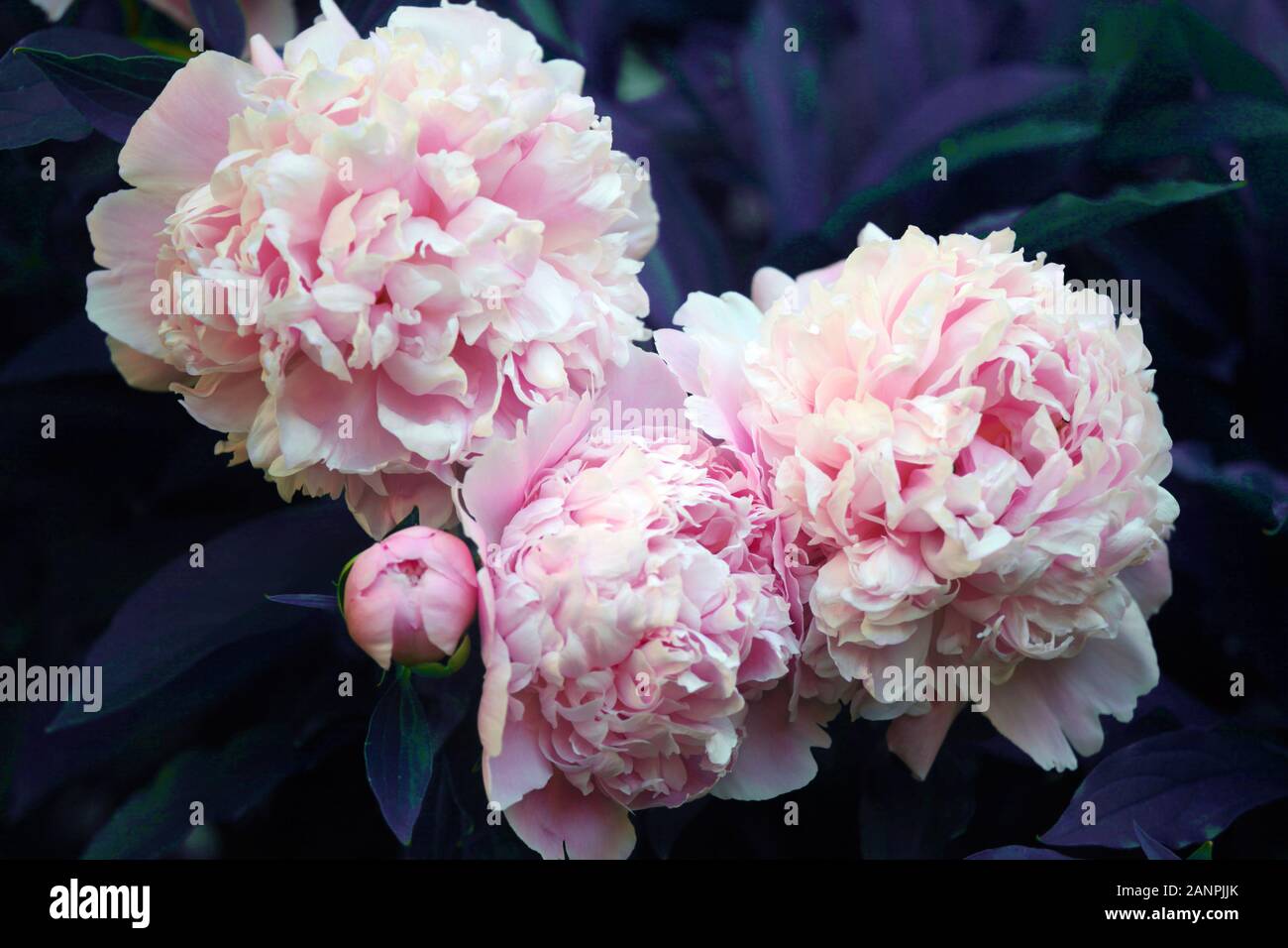 Di un bel colore rosa peonia sfondo in stile vintage. Splendidi fiori, le  peonie. Un profumo di rosa pedine sullo sfondo. Lussureggiante petali di  colore bianco-rosa peonia Foto stock - Alamy