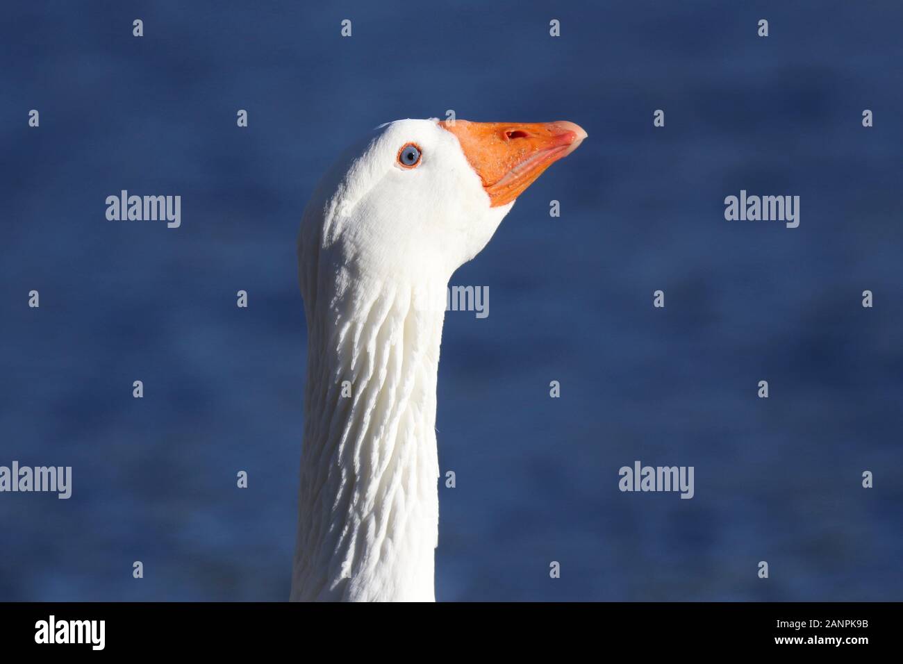Chiudere fino alla testa e al collo di un oca bianca Foto Stock
