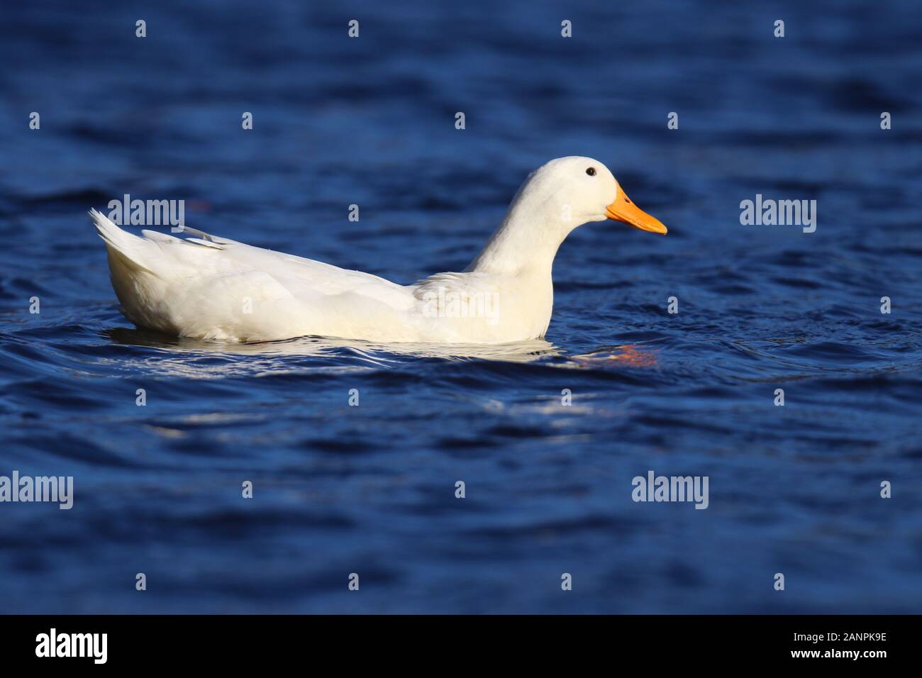 Un bianco di nuoto di anatra su un laghetto in inverno Foto Stock