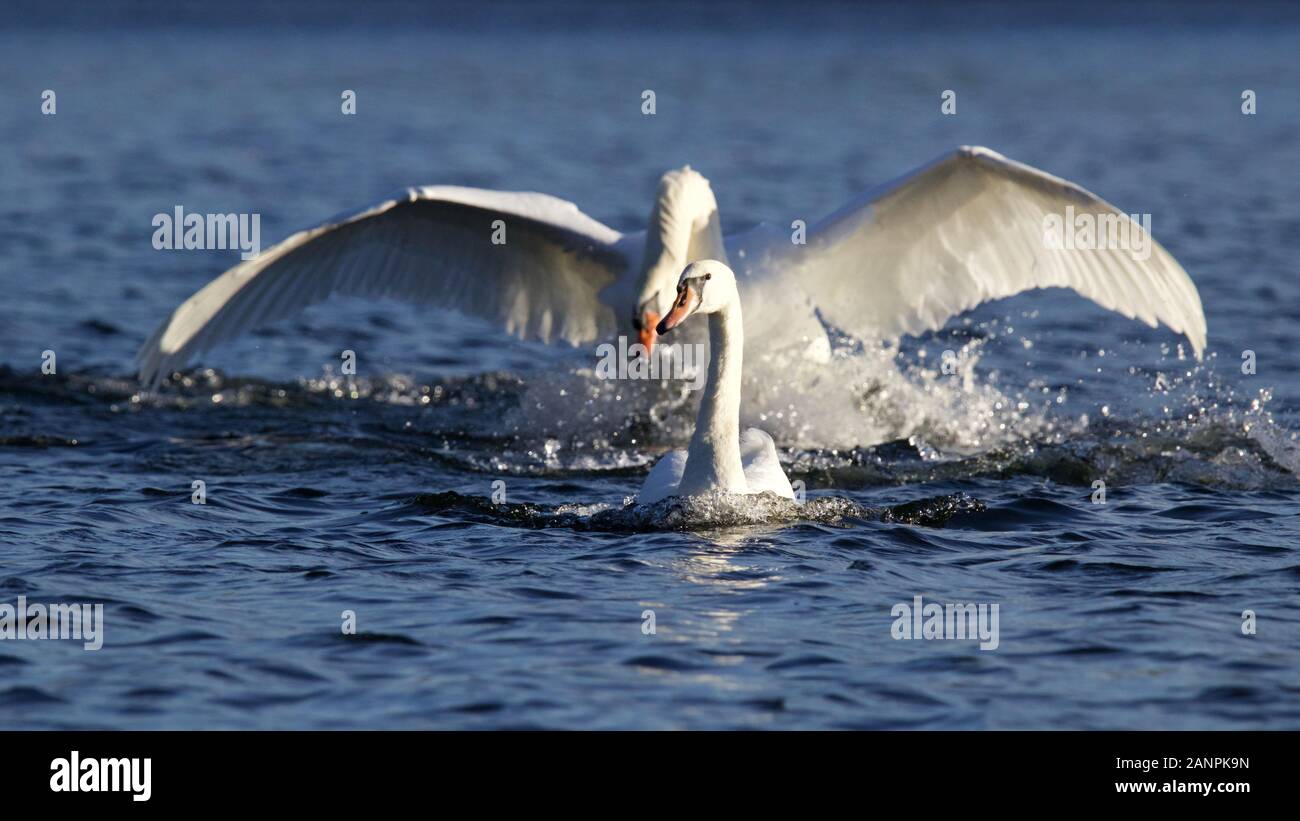 Territoriale di un cigno Cygnus olor a caccia fuori un giovane del cigno dal lago in inverno Foto Stock
