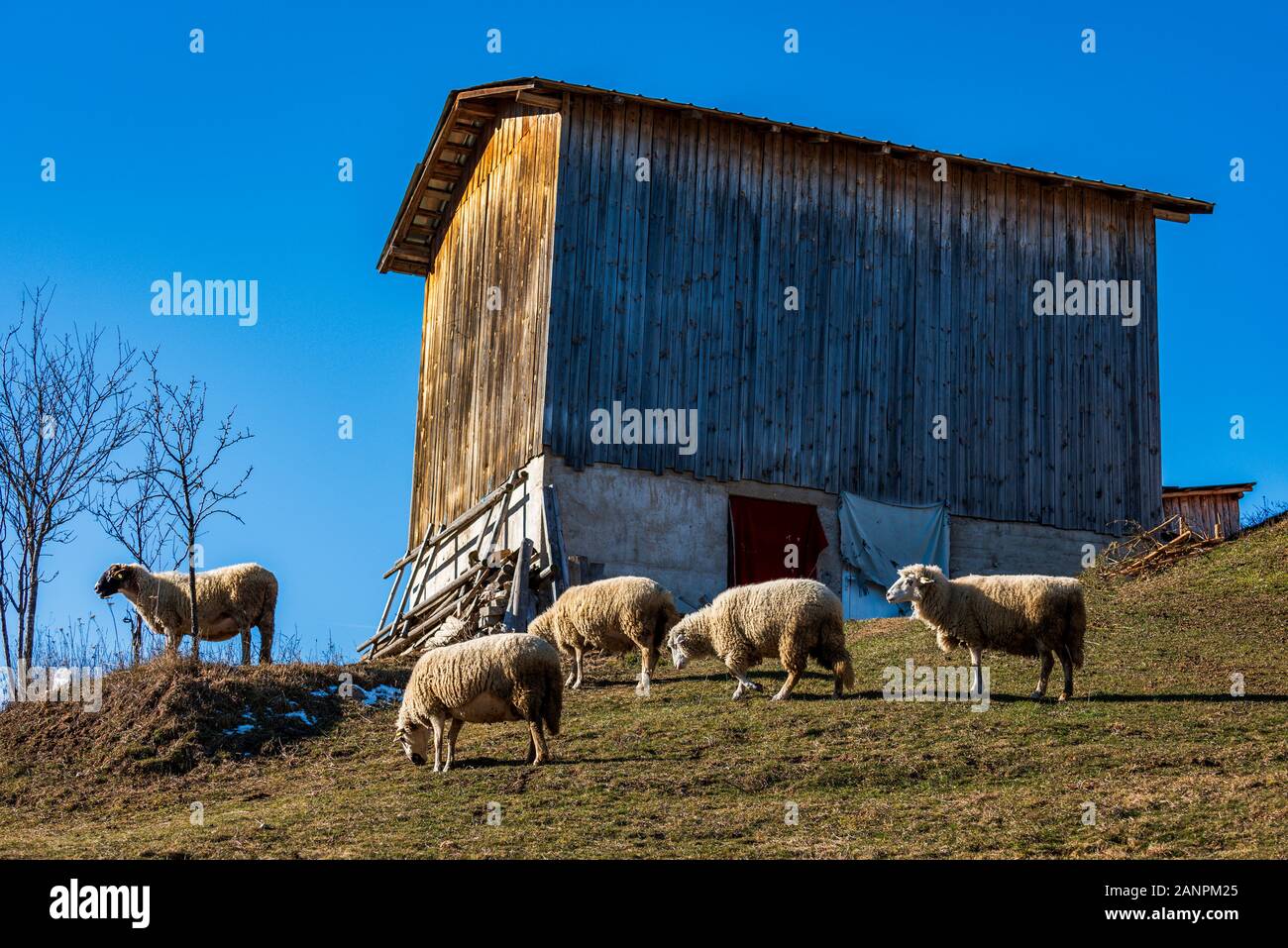 In alta montagna nel piccolo villaggio di pastori il pascolo del bestiame tra la vecchia casa. Pecore forniscono lana, carne di latte per la popolazione locale Foto Stock