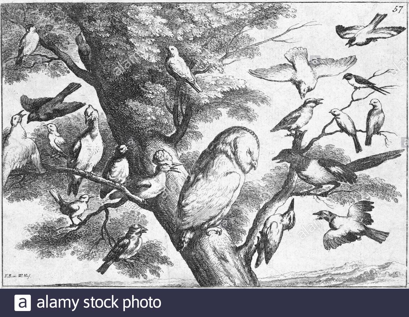 Gli uccelli mobbing un gufo, attacco da incisore boemo Wenceslaus Hollar da 1600s Foto Stock
