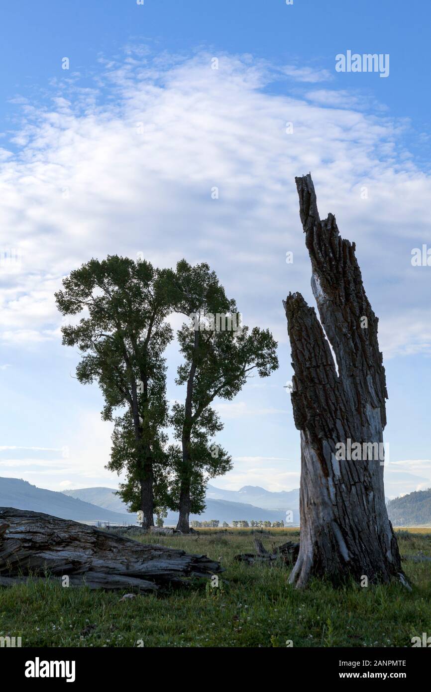 WY02028-00...WYOMING - pioppi neri americani alberi in Lamar Valle del Parco Nazionale di Yellowstone. Foto Stock