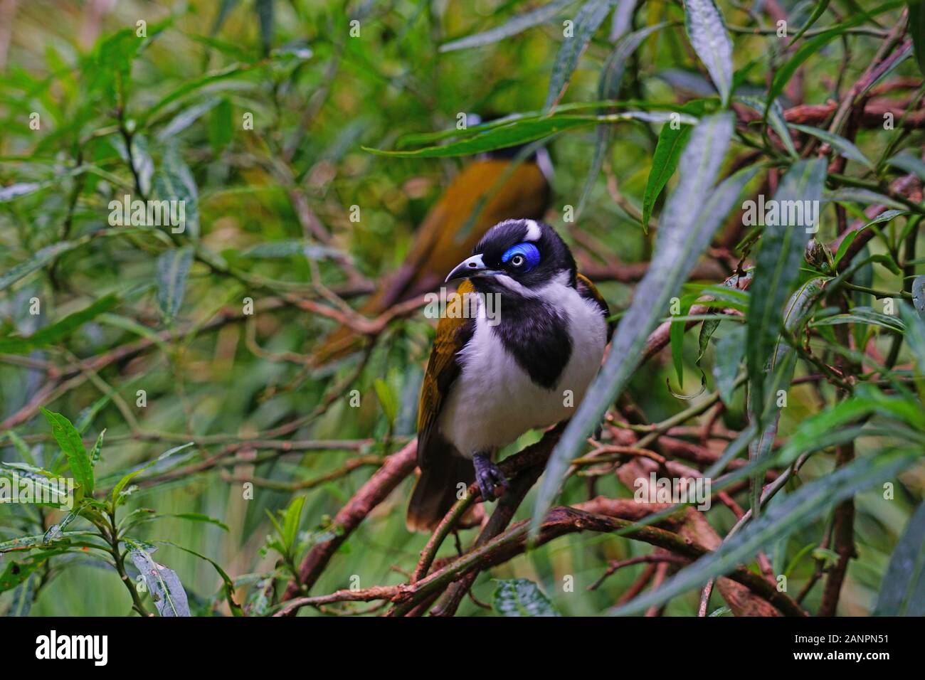 Vista di un Blu-di fronte honeyeater bird (Entomyzon cyanotis), noto anche bananabird, Foto Stock