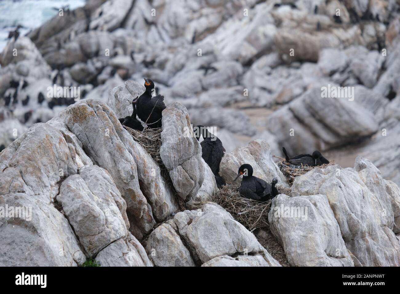 famiglia cormorant in un nido Foto Stock