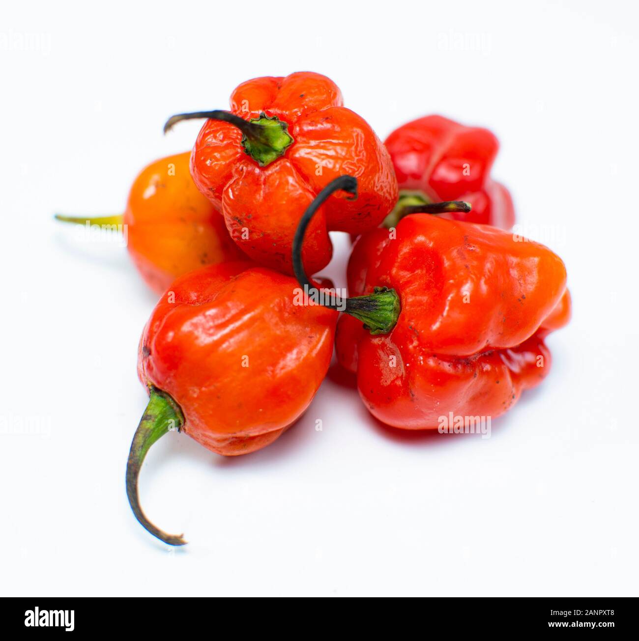 Peperoni freschi habanero, tipicamente 'Ata Rodo' in lingua Yoruba isolato su bianco Foto Stock