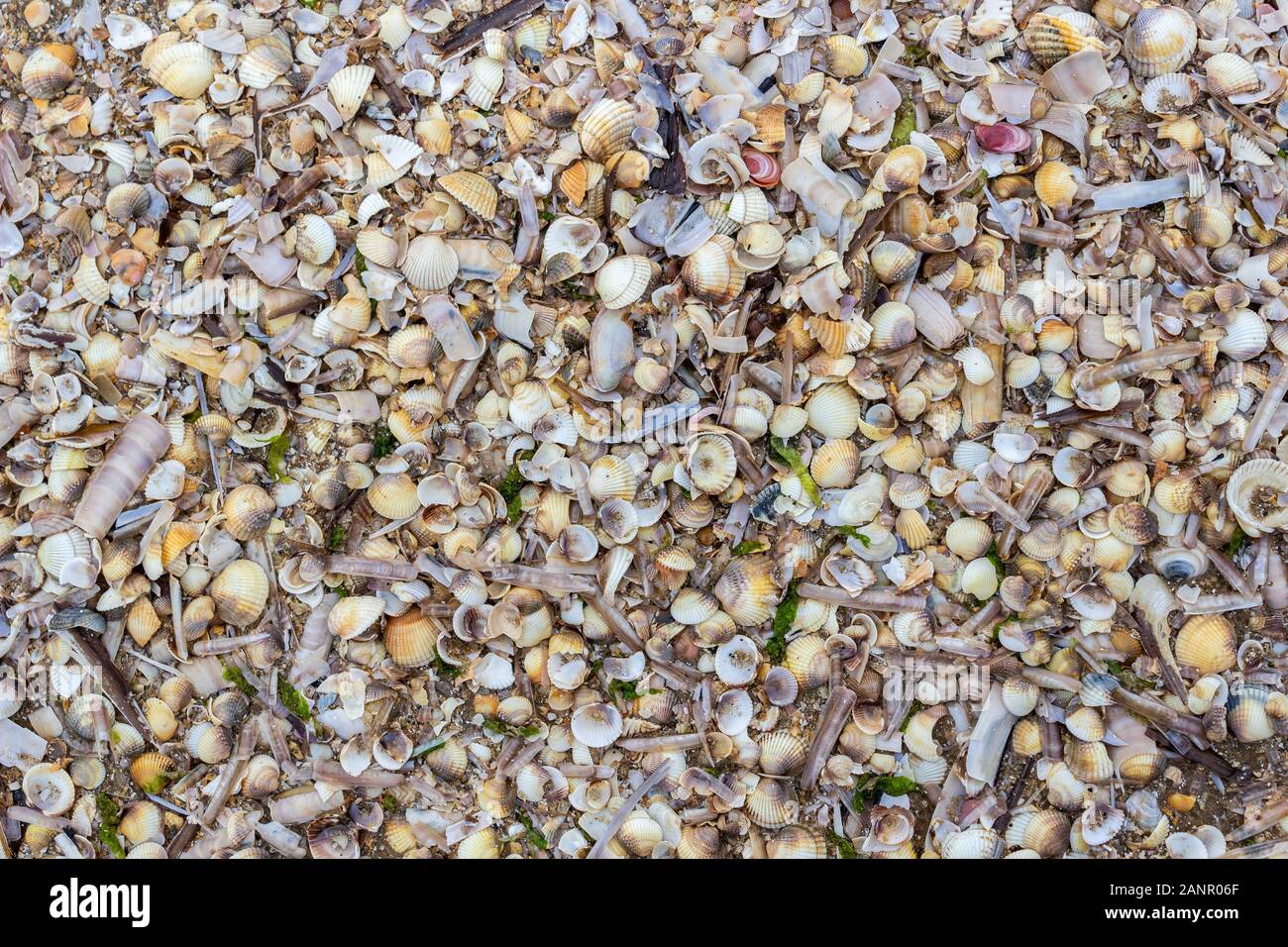Mare frammenti di guscio lavato fino dalla marea su una spiaggia strand linea, New Brighton shore, Wirral Foto Stock