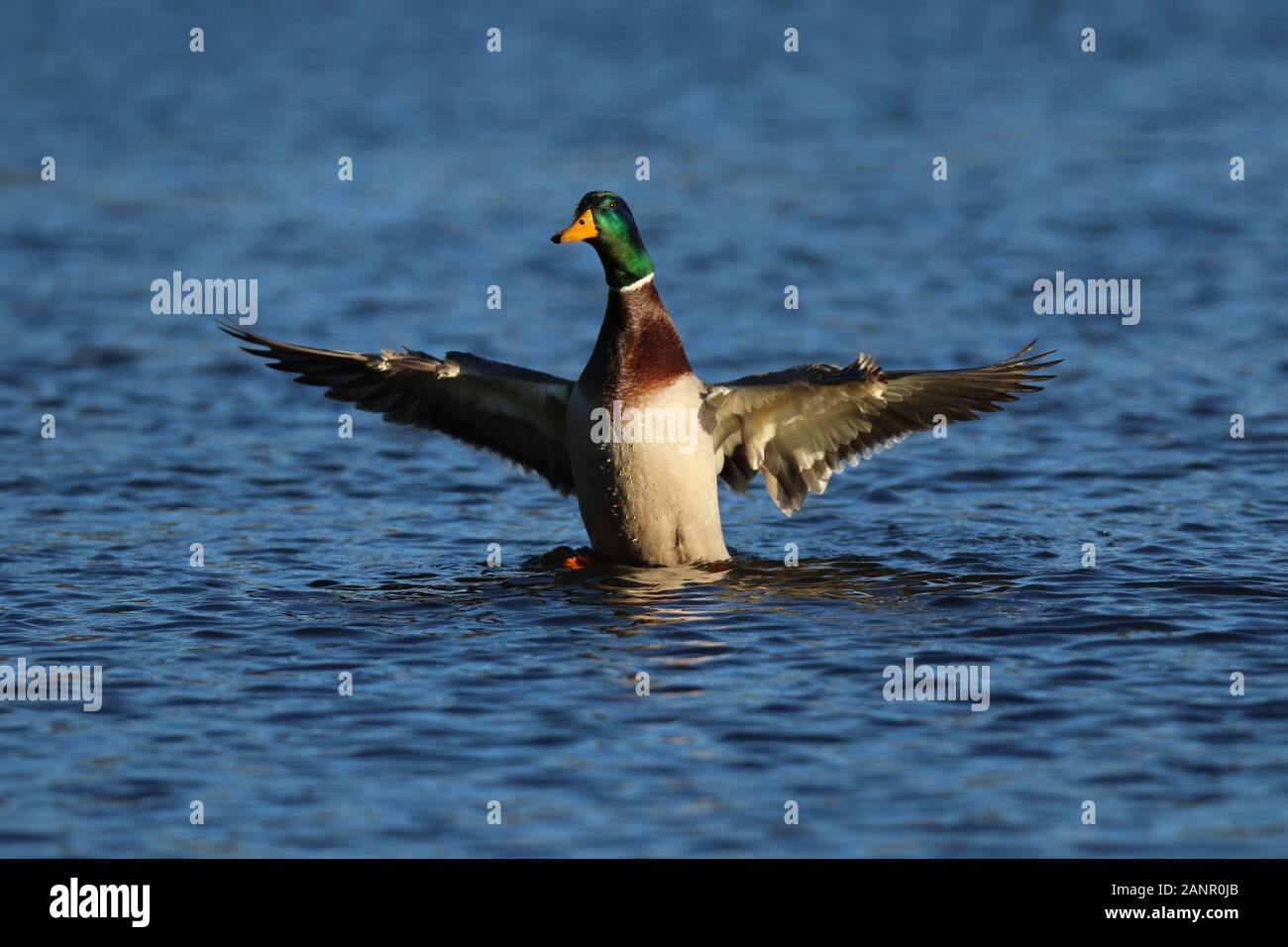 Un maschio (drake) Mallard Duck sbattimenti le sue ali su di un lago in inverno Foto Stock