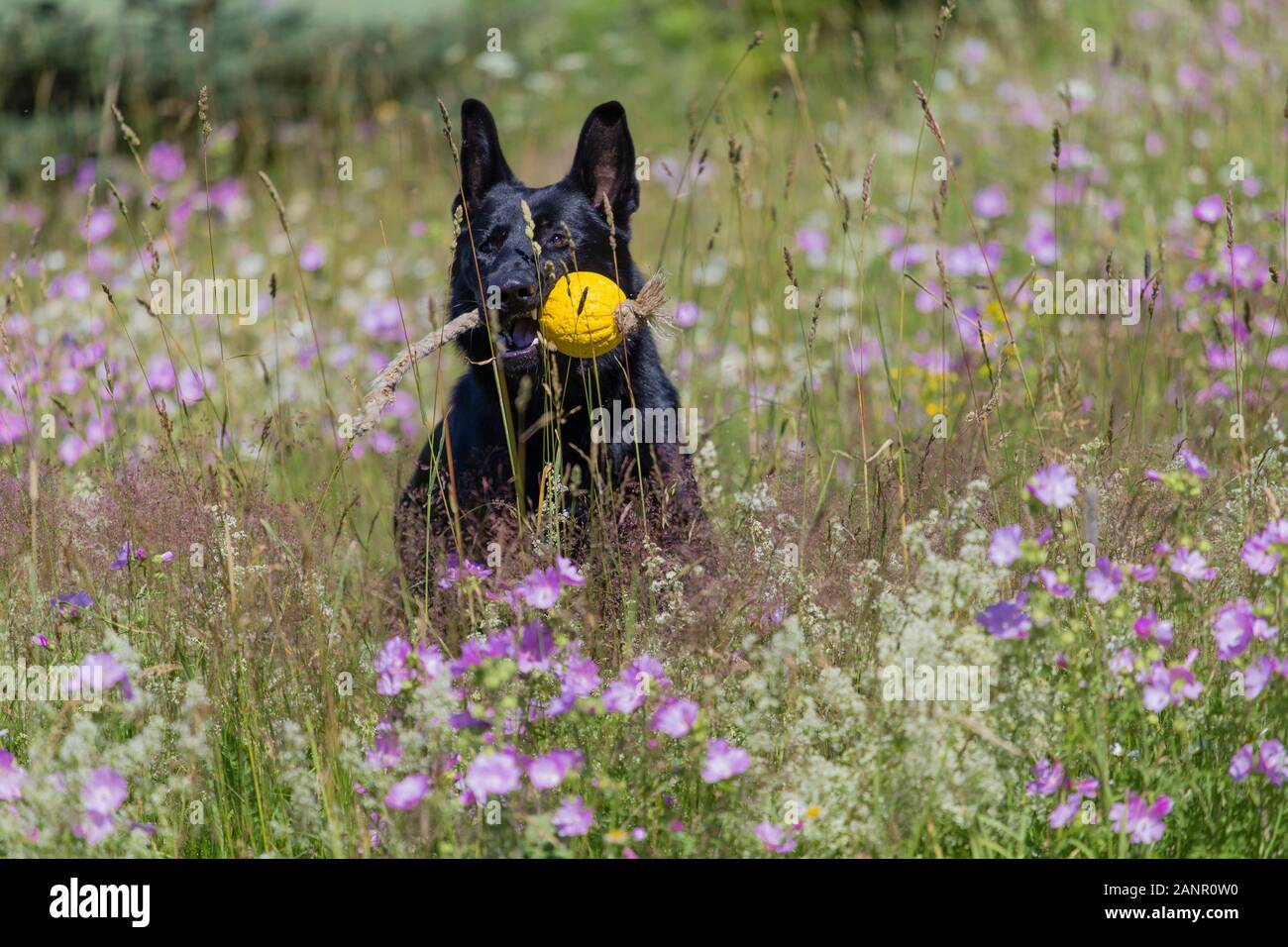 Black pastore tedesco è in esecuzione su un campo con la fioritura del prato Foto Stock