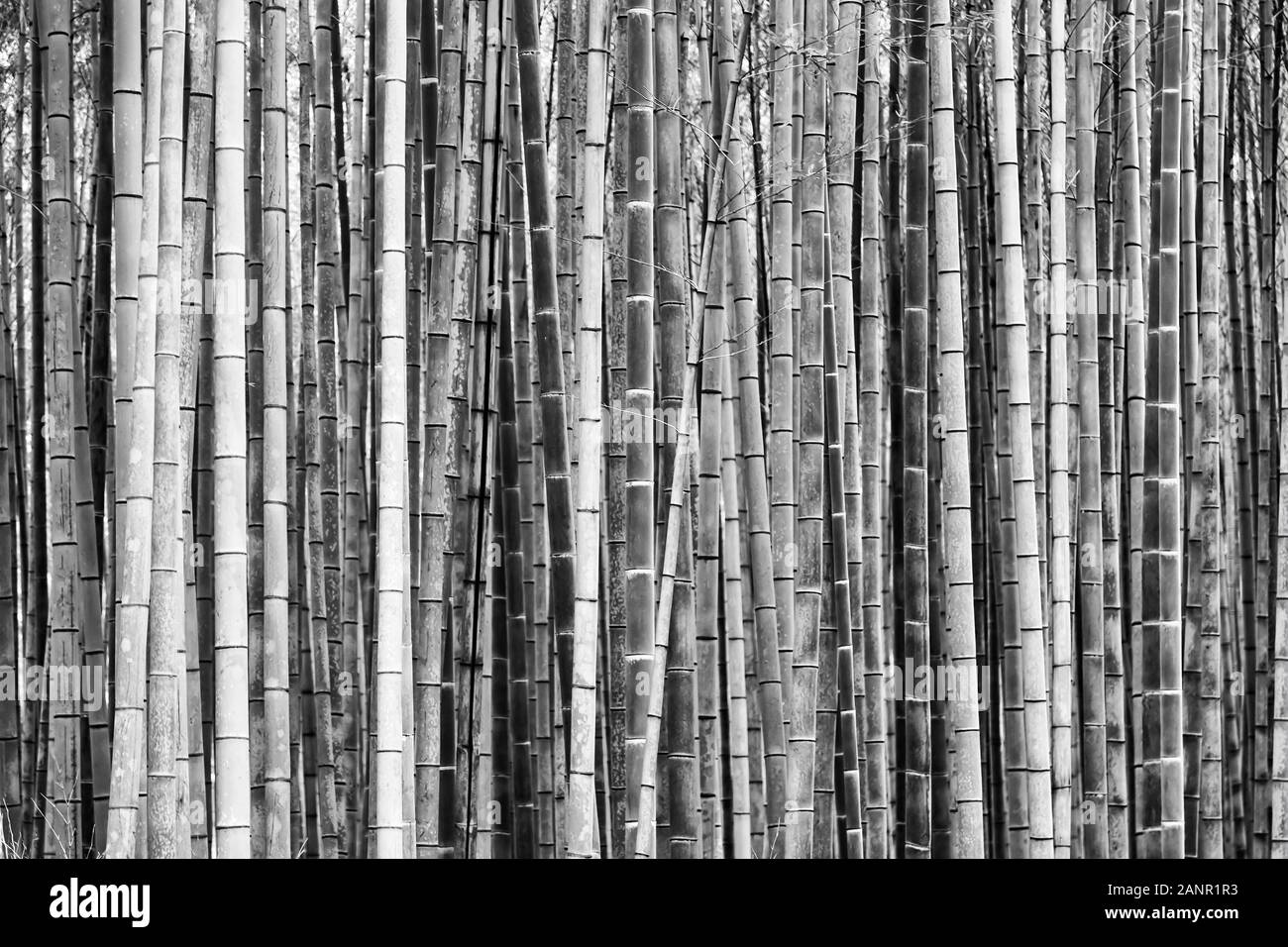 Ad alto contrasto, nero-bianco impressione di densa di alberi di bambù nel boschetto di bambù park di Kyoto Arashiyama zona durante il giorno con bloccato la luce solare e s Foto Stock