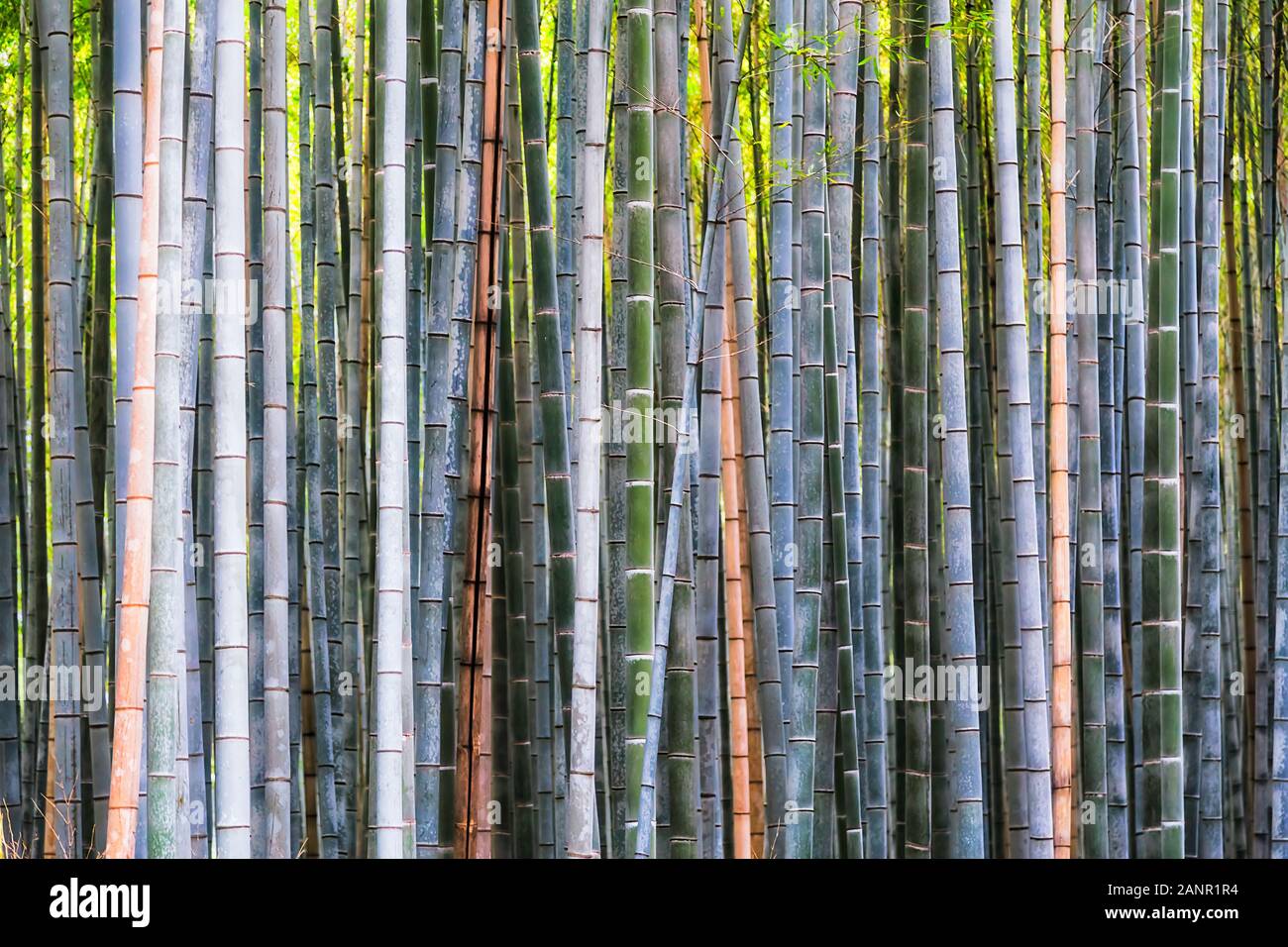 Le linee ad alta densità di alberi di bambù nel boschetto di bambù verde del parco di Kyoto area Arashiyama durante il giorno con bloccato della luce del sole e delle sezioni degli alberi. Foto Stock