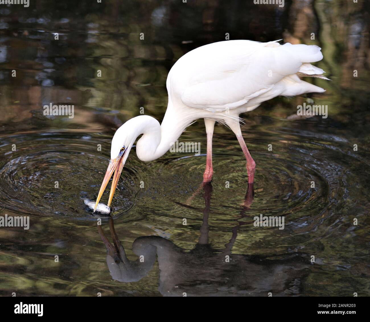 Grande airone bianco immagine in piedi in acqua la cattura di un pesce e la visualizzazione di belle piume bianche con un bokeh sfondo nel suo ambiente. Foto Stock