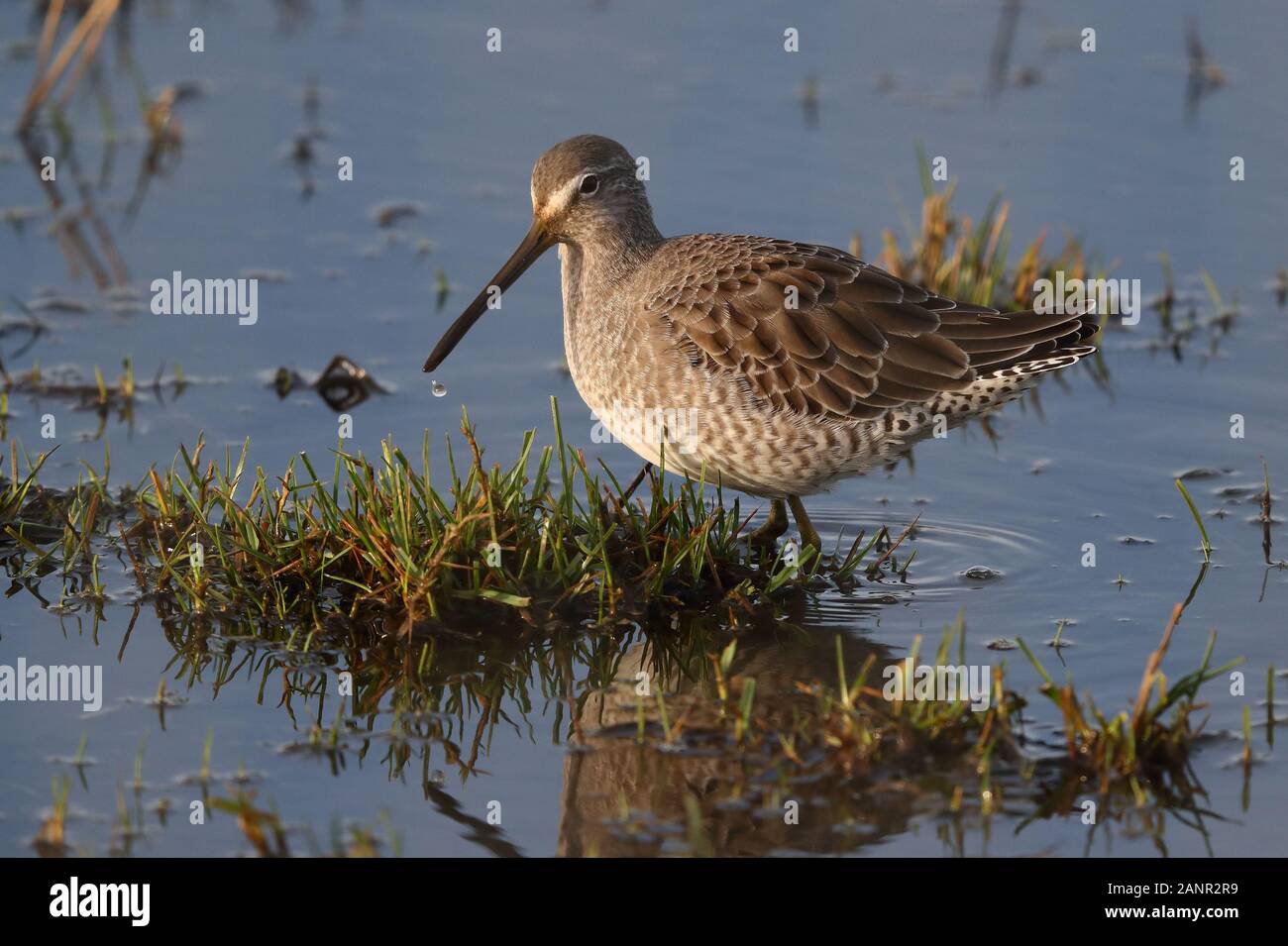 1st Inverno Long-fatturato Dowitcher su palude. Foto Stock