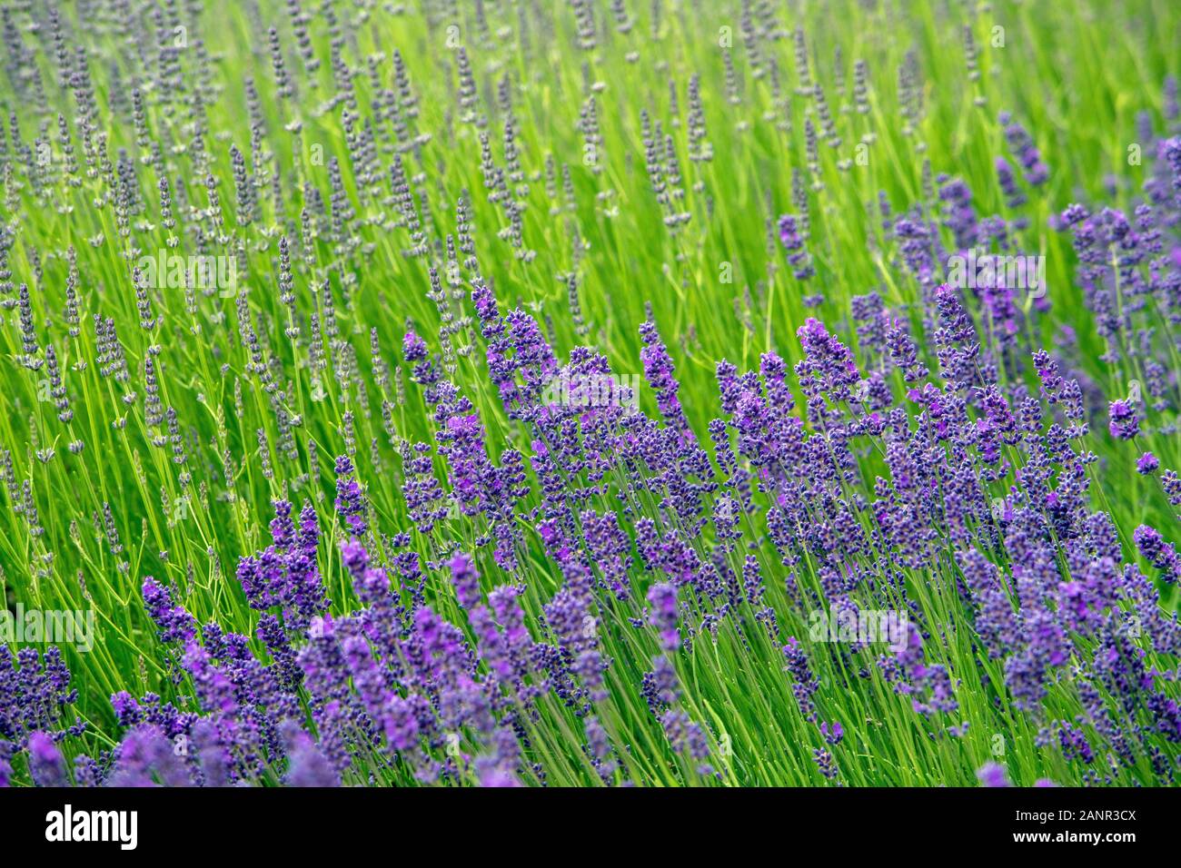 Kaikoura, Nuova Zelanda Foto Stock