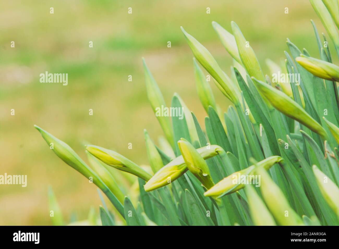 Bella fresca sorgente narcisi in primavera Foto Stock