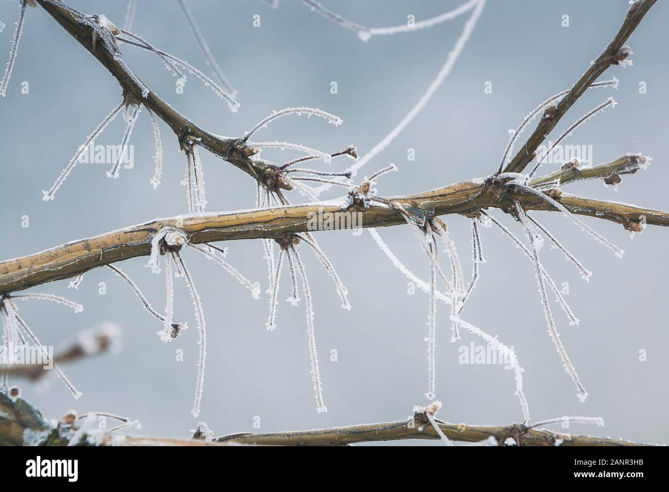 Dettaglio di un ramo congelati in inverno Foto Stock