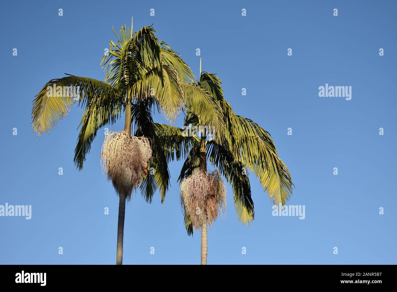 Due palme contro un cielo blu brillante Foto Stock
