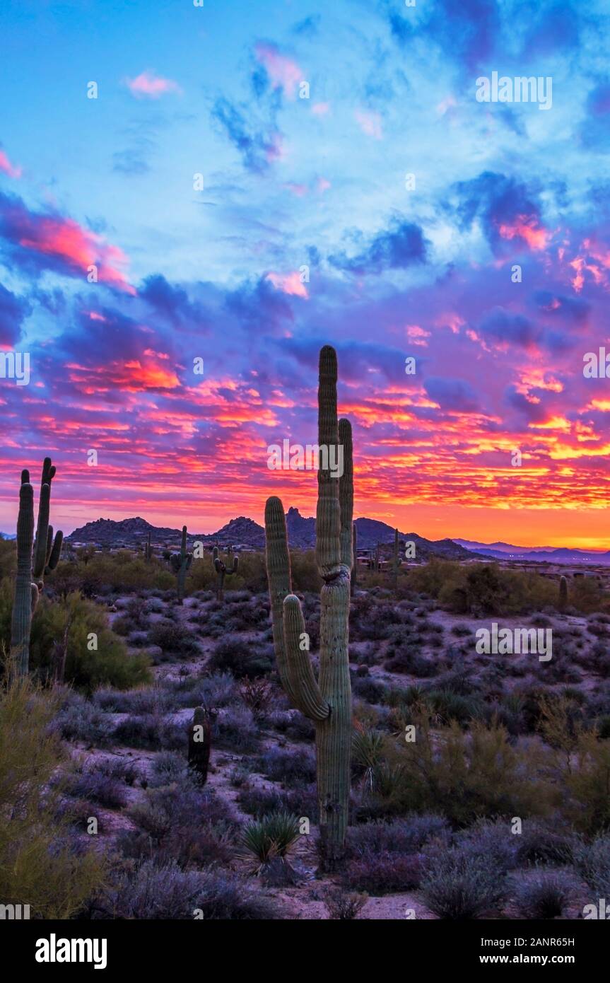 Epica e colorata Arizona Desert Sunset Landscape con piante di cactus. Foto Stock