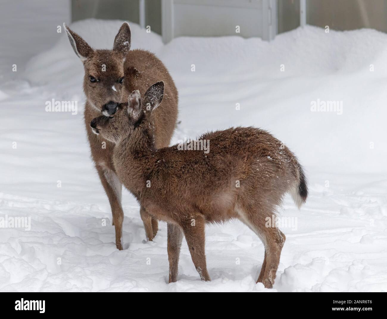 In piedi nella neve, una femmina del cervo tende il suo fulvo, cura la pelliccia folta sulla sua testa (parte di una serra visibile dietro il cumulo di neve in background). Foto Stock
