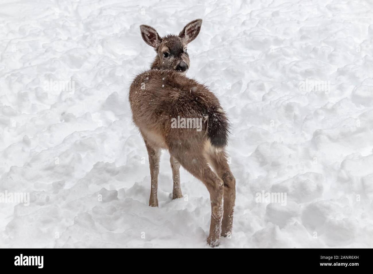 Cerca dishevelled e confuso, un cerbiatto vivendo il suo primo inverno sta solo nella neve, con lo sguardo oltre la sua spalla con gli occhi spalancati al visualizzatore. Foto Stock