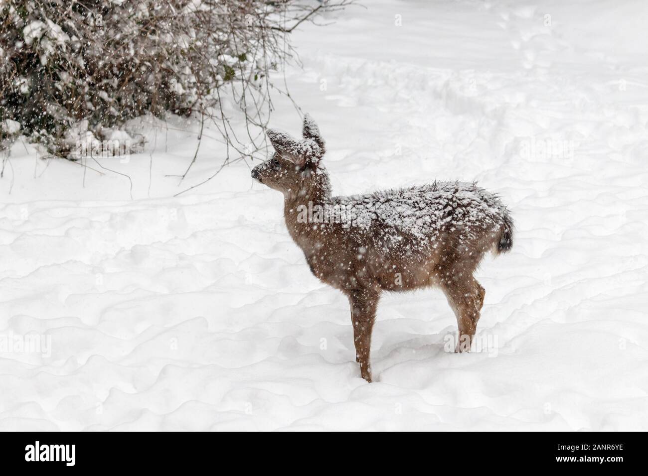 Un solitario giovane Blacktail deer vivendo il suo primo inverno sorge nella neve su un amaro freddo giorno, vigili e attenti, la sua pelliccia coperta in fiocchi di neve. Foto Stock