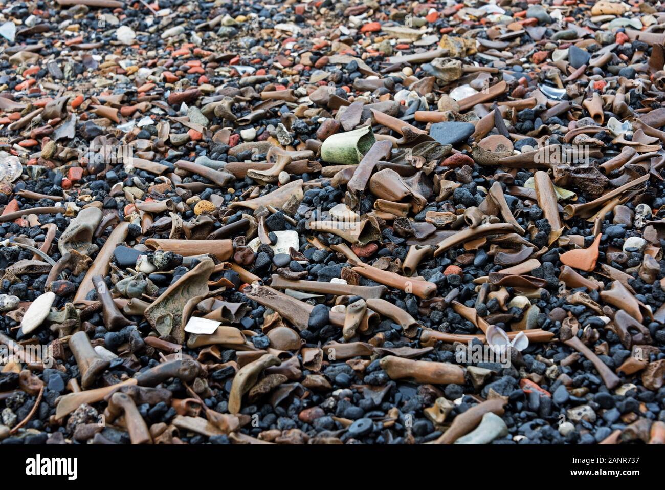 La linea di marea sul Tamigi foreshore è contrassegnato con vecchie ossa, gesso, mattoni e carbone. Londra, Regno Unito Foto Stock