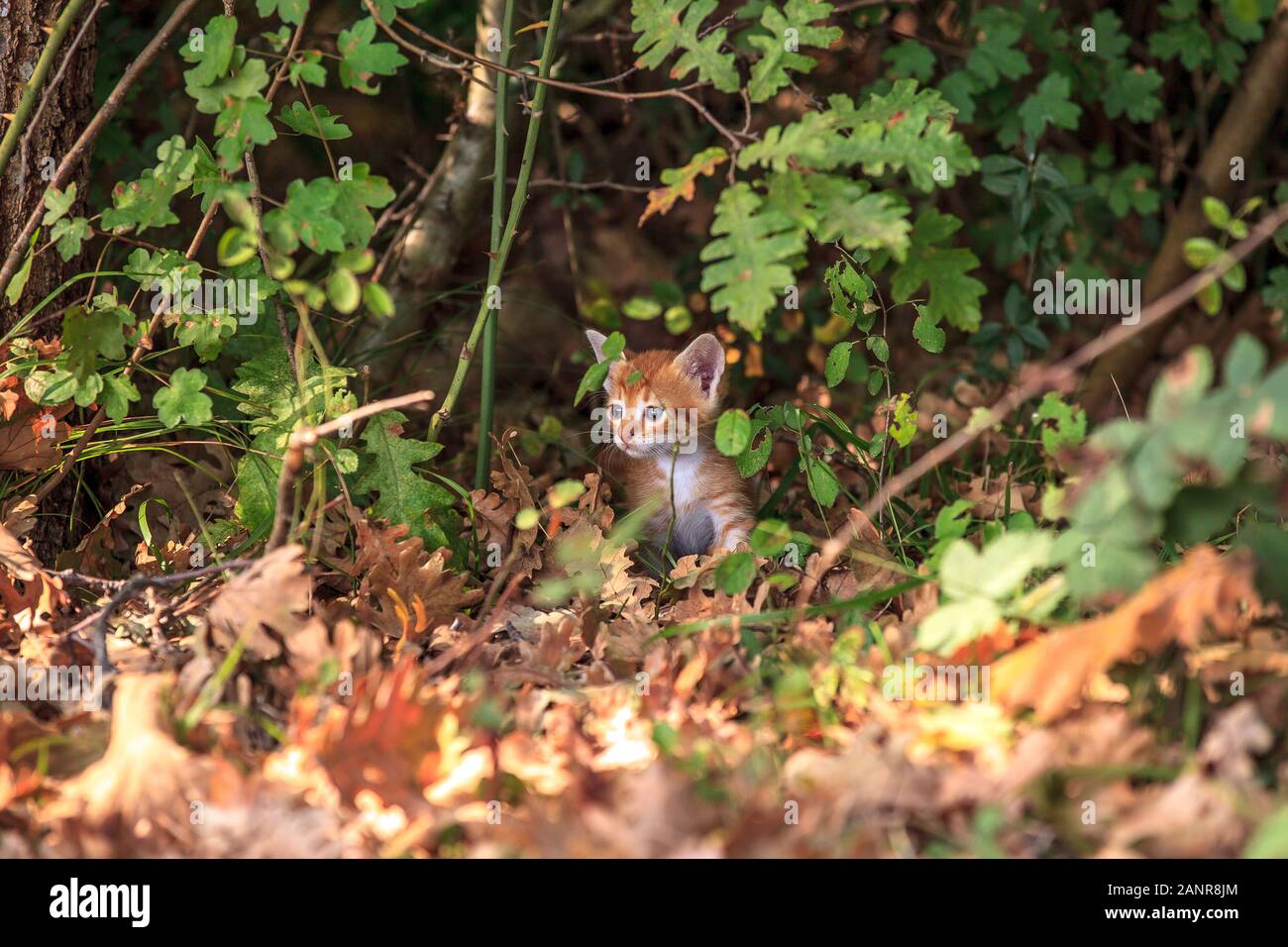 Preoccupato per il gattino nella foresta Foto Stock