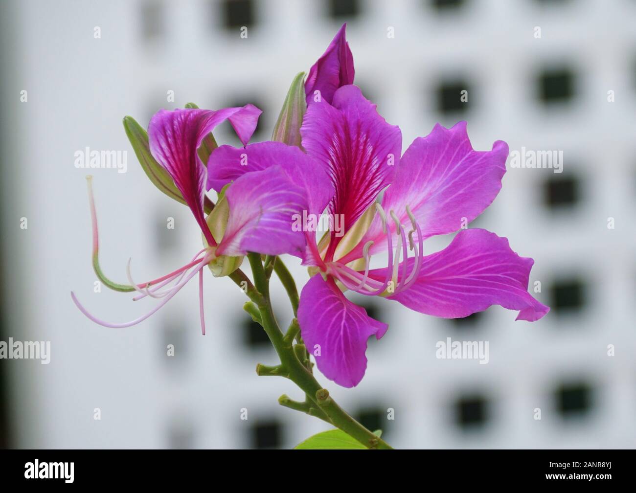 Bel fiore viola di Hong Kong orchidea Foto Stock