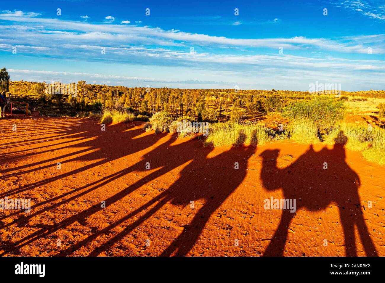 Il tour al tramonto a dorso di cammello vicino a Uluru crea delle ombre spettacolari sulla terra rossa. Yulara, Territorio Del Nord, Australia Foto Stock