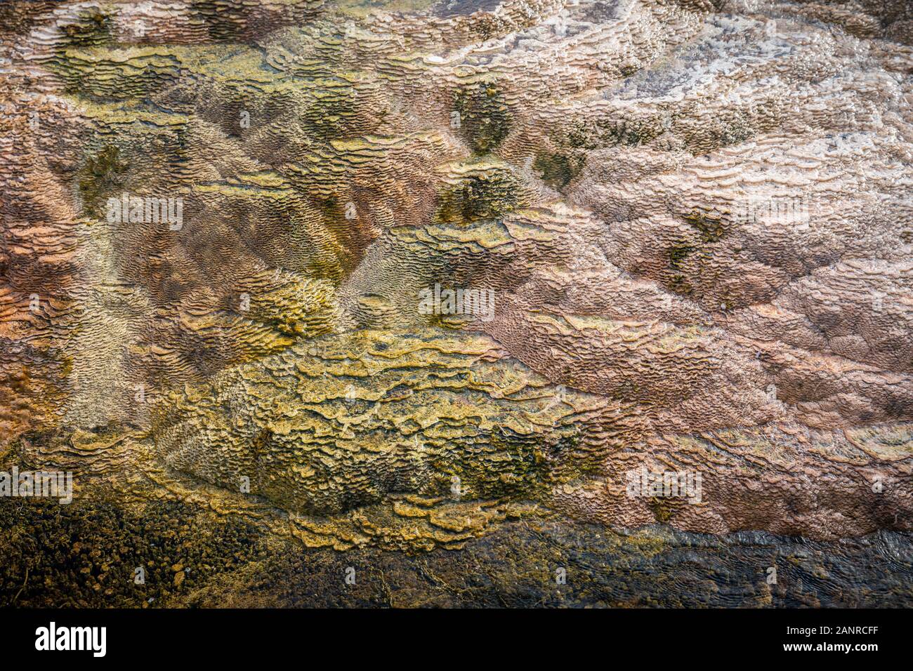 Messa a fuoco ravvicinata su due toni texture di carbonato di calcio roccia di copertura di Mammoth terrazza, Yellowstone, Wyoming negli Stati Uniti. Foto Stock