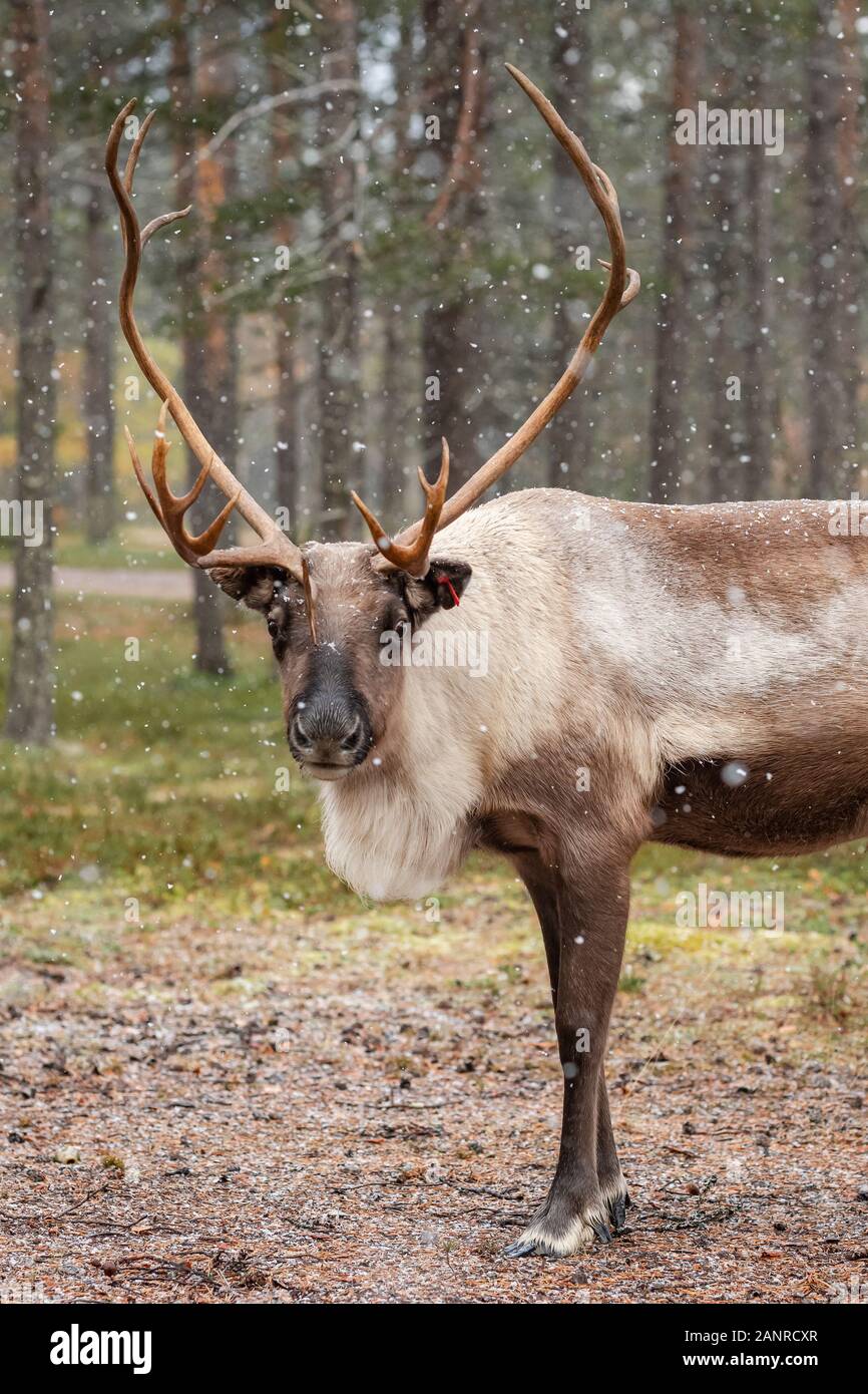 La renna in caduta di neve in autunno in Lapponia, Finlandia settentrionale. Foto Stock