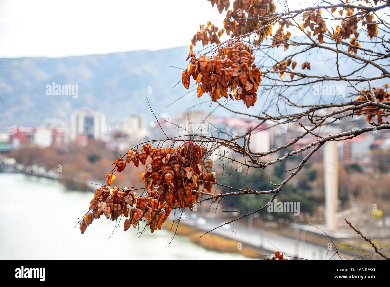 I rami degli alberi con semi d'autunno sullo sfondo del fiume Kura. La Georgia Foto Stock