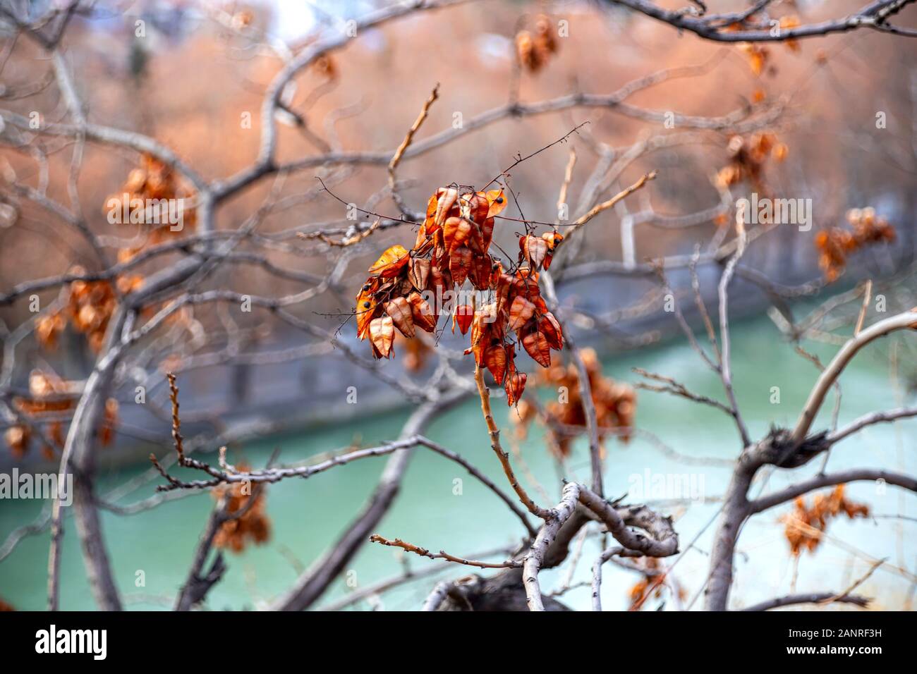 I rami degli alberi con semi d'autunno sullo sfondo del fiume Kura. La Georgia Foto Stock