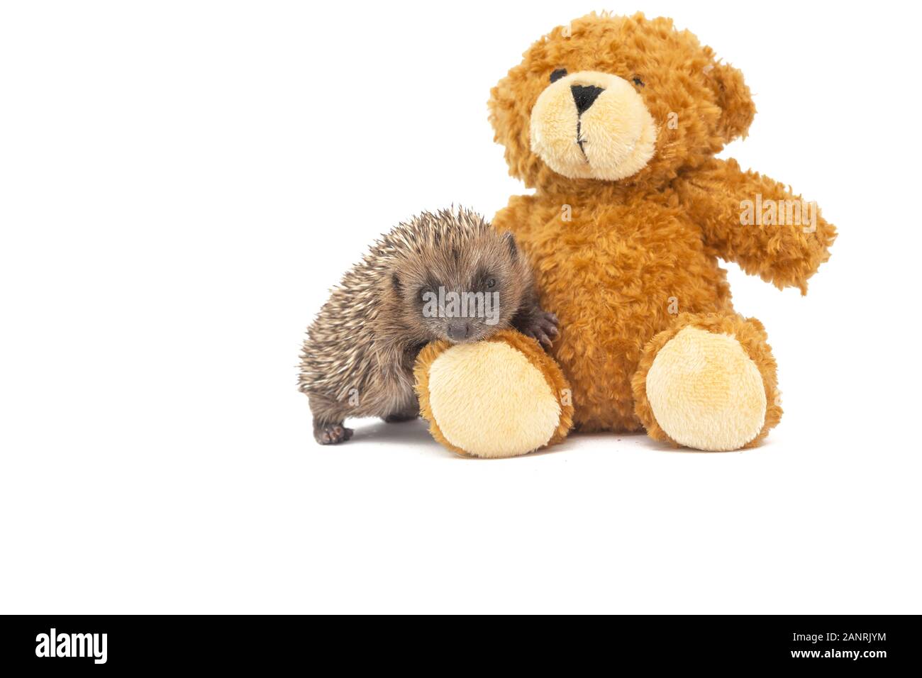 Hedgehog (nome scientifico: Erinaceus europaeus) carino, nativo, wild Unione baby riccio, orfani e coccole un orsacchiotto per comodità. Paesaggio Foto Stock