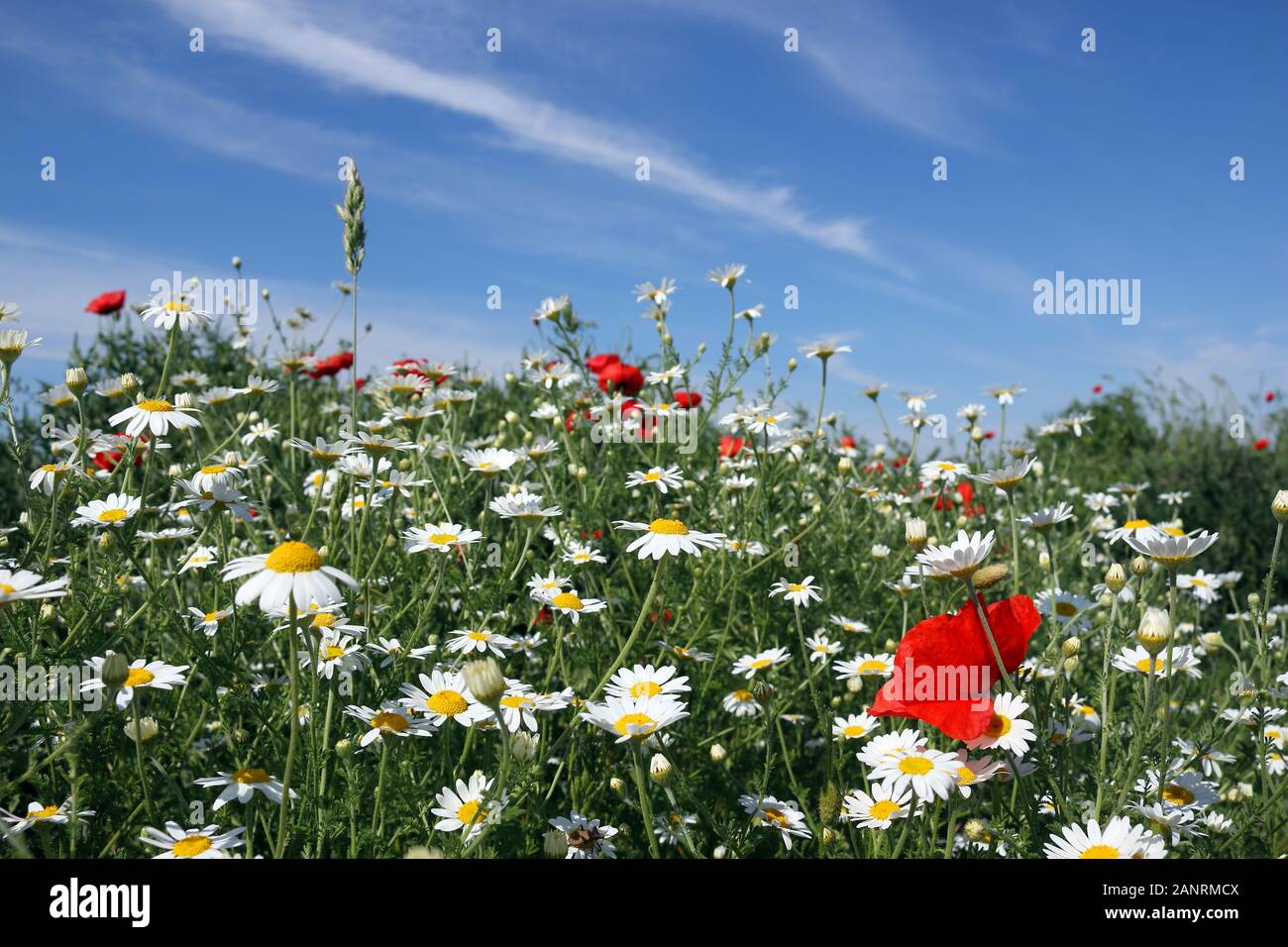 La camomilla e papavero campo di fiori in primavera Foto Stock