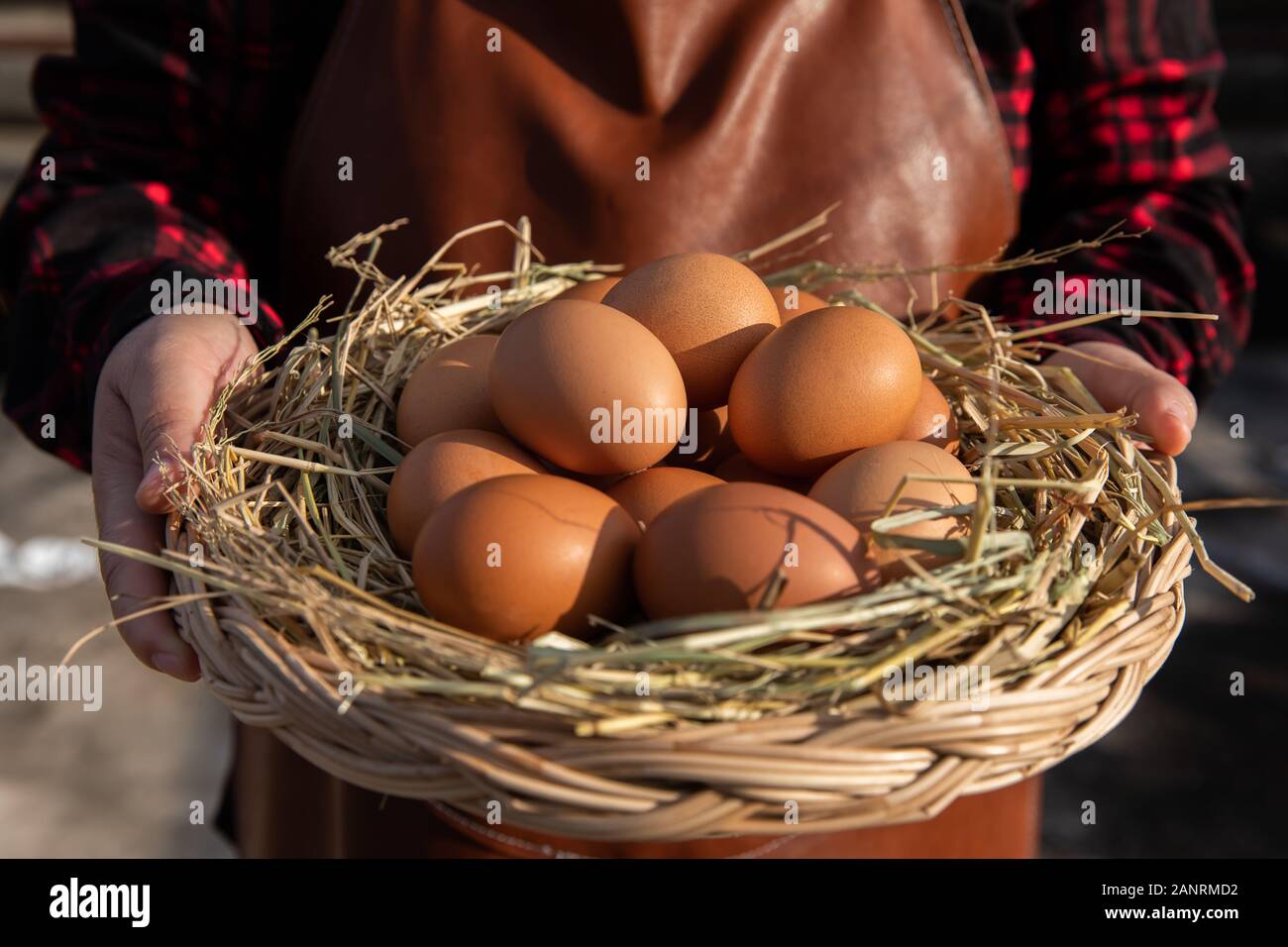 Una donna che tiene un cesto in rattan con uova fresche. Foto Stock