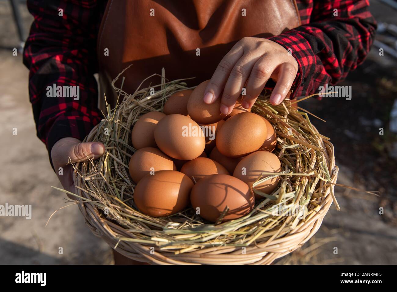 Una donna che tiene un cesto in rattan con uova fresche. Foto Stock