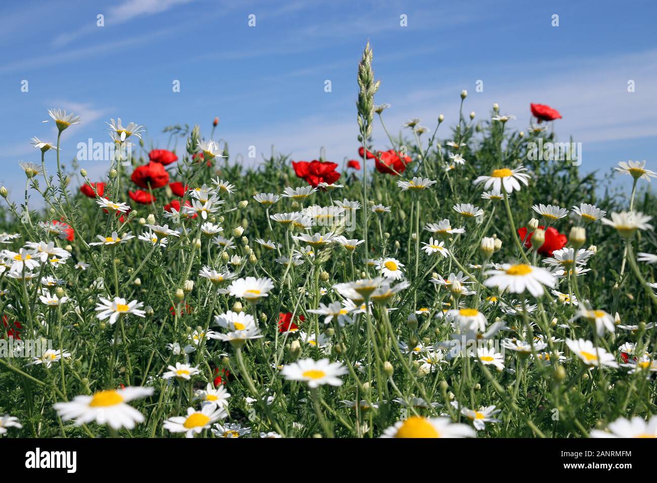 La camomilla bianco e rosso papavero campo di fiori in primavera Foto Stock